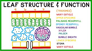 Leaf Structure and Function [upl. by Ariuqahs]