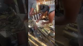 Deworming goats with injectable ivocip Giving a shot to a goat jamaica farming goat deworming [upl. by Ettelra13]