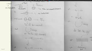 Back Cross Method of Recessive Gene Transfer [upl. by Notnert]