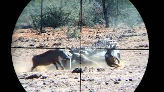 warthog hunting [upl. by Pappano]