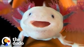 Axolotls Have The Cutest Yawns  The Dodo [upl. by Tran485]