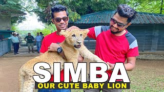 We played with this cute lion cub 😘  Simba   at Dehiwala Zoo  TRIP PISSO [upl. by Lartnom662]