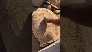 Baby tortoise vs giant tortoise baby tortoise sulcata giant [upl. by Akisej856]