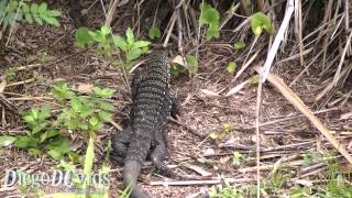 Tupinambis merianae Teiidae  Lagarto teiú no mangue de Florianópolis [upl. by Ecydnarb243]