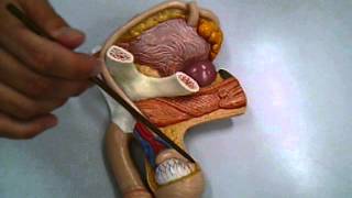 Anatomia humana  Sistema genital masculino [upl. by Eenehs727]