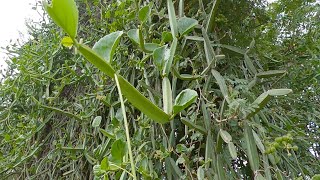 Mangaravalli  Cissus quadrangularis [upl. by Mendie]