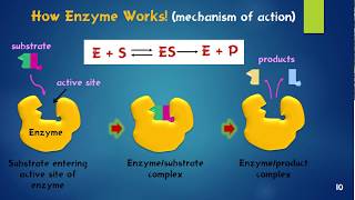 Enzymes Biological Catalysts เอนไซม์ [upl. by Emiaj]