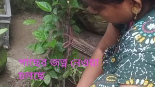 গাছের জত্ন নেওয়া নতুন গাছ লাগানোর প্রস্ততি সবকিছু চলছে [upl. by Ecinna]