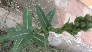 وسمة الصباغين او الكتم Isatis tinctoria [upl. by Sabino541]