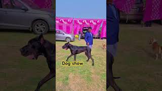 Dog show Dog show dogshow rottweiler karnal more information 8476999905 shortsvideo [upl. by Moretta]