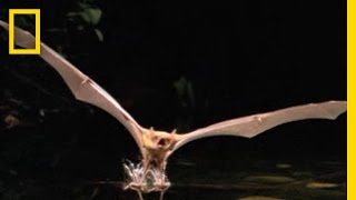 Fishing Bat vs Catfish  National Geographic [upl. by Schlenger]