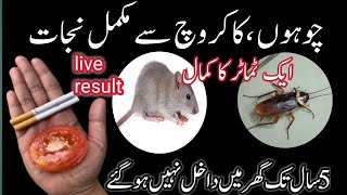 Get rid of rats Mosquito cockroach lizard with homemade spraylpowerful insects killer remedy😊 [upl. by Norit]