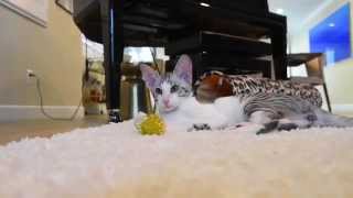 Adorable Oriental Shorthair Cat Video [upl. by Diarmit366]