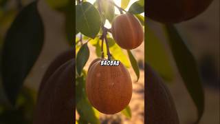 Amazing Benefits of Baobab Fruit  You Need to Know This health facts fit healthyfood [upl. by Barabbas]