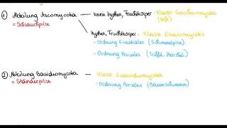 Pilze  Mycobionta Gliederung in Abteilung Klasse und Ordnung [upl. by Ttcos]