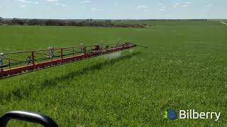 Bilberry Spot Spraying Radish in Wheat Green on Green [upl. by Weisbrodt]