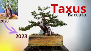 Taxus baccata da yamadori  Futuro bonsai [upl. by Little]