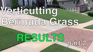 VERTICUTTING BERMUDA Grass RESULTS  Part 2 of 2 [upl. by Renrut42]