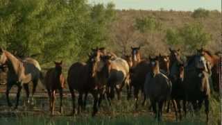 Tongue River Ranch  2011 American Quarter Horse Association Pfizer Best Remuda Award Winner [upl. by Nosbig]