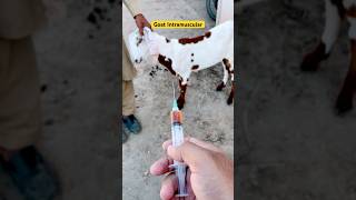 Goat intramuscular  goat treatment  bottle jaw  anemia  blood parasites  Endoparasitesanimals [upl. by Yerga]