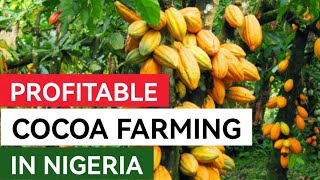 How To Start A Profitable Cocoa Farm in Nigeria  Step By Step Guide [upl. by Einial498]