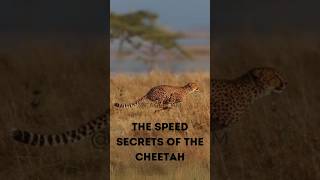 The Speed Secrets of the Cheetah How They Run So Fast [upl. by Lama]