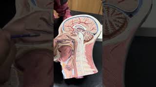 Head and Neck  Sagittal Section  Gross Anatomy  2nd Year MBBS [upl. by Aneda]