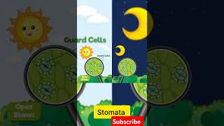 Opening and closing of stomata shortsviral [upl. by Aihsenek]