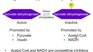 Citric acid cycle 2  Pyruvate oxidation [upl. by Ecyla]