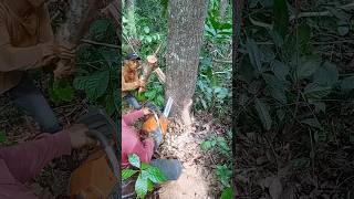 Cutting down a mahogany tree is big and difficultwoodwoodworkingshorts [upl. by Rocray]