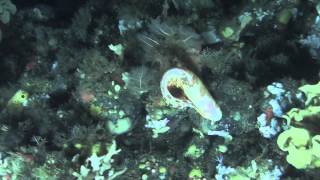 Blotched Snailfish in Zhemchug Canyon [upl. by Caputo]