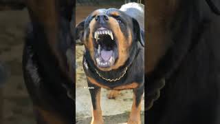 Rottweiler Dog Aggressive Barking Training [upl. by Anytsirhc]