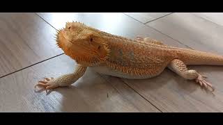 Bearded Dragon Relaxing And Running [upl. by Aihtnic]