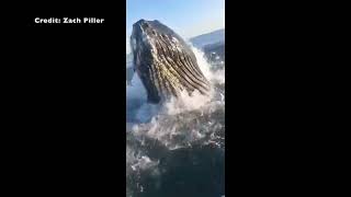 NJ whale breach boatside near Bradley Beach October 2022 [upl. by Jr]