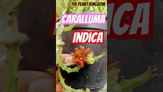 Caralluma indica beautiful succulent plantscactus garden exotic plantsrare plant theplantkingdom [upl. by Jenness]