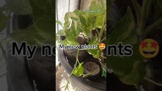 New plants 🤗 plants shorts subscribe [upl. by Naux691]