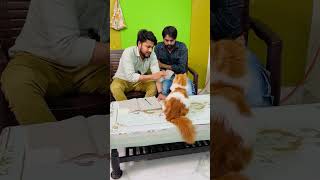 billu ko shadi ki tayari 😁😁🤣comedy funny love song ytshorts youtube shorts youtubeshorts 1k [upl. by Dyson679]