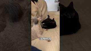 That Cat Has Mind Control  RxCKSTxR Comedy Voiceover [upl. by Graig]