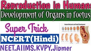 foetaldevelopment Organogenesis Trick to learn organ development of foetusEmbryonic development [upl. by Khichabia]