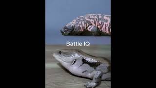 Gila Monster vs Blue Tongued Skink shorts [upl. by Petr830]