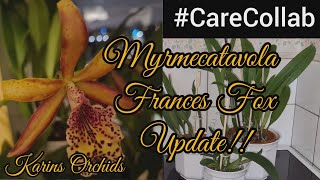 Myrmecatavola Frances Fox Orchid CareCollab Update [upl. by Odnomyar]