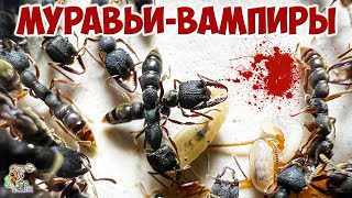 Дракулаантс ● Муравьивампиры ● Stigmatomma reclinatum [upl. by Japheth]