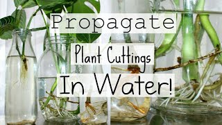 How To Propagate Houseplants From Cuttings  How To Water Propagate Indoor Plants [upl. by Haleak560]