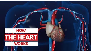 How the heart works l 3D Tour of the heart [upl. by Nohtahoj17]