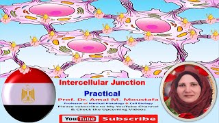 Practical Histology of intercellular Junction Tight Junction Desmosomes Gap junction [upl. by Nevs]