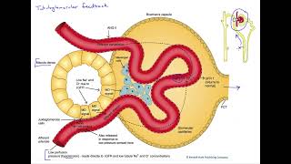 Tubuloglomerular feedback [upl. by Tiphani]