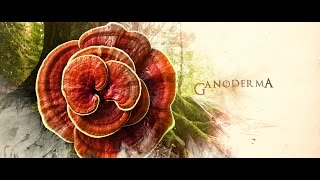 GANODERMAstory™ History Life and Benefits of the KING of HERBS by Organo Gold [upl. by Nolaj968]