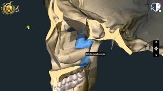 Nasale Lacrimale Vomere Palatino Zigomatico [upl. by Randee7]