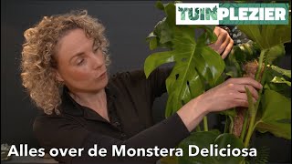 Alles over de Monstera Deliciosa  Gatenplant  TUINPLEZIER [upl. by Ibrab]