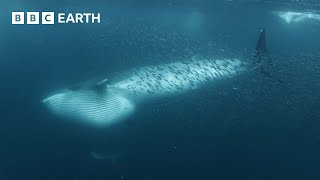 Whales Feed on Shoal of Fish  North Atlantic  4K UHD  BBC Earth [upl. by Aisela]